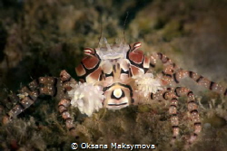Boxer crab (Lybia tessellata)
Ambon, Indonesia by Oksana Maksymova 